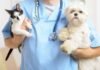 Regularização de clínicas veterinárias no Plano Piloto é aprovada em plenário